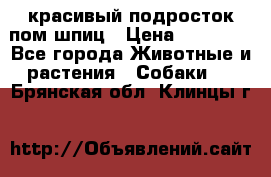 красивый подросток пом шпиц › Цена ­ 30 000 - Все города Животные и растения » Собаки   . Брянская обл.,Клинцы г.